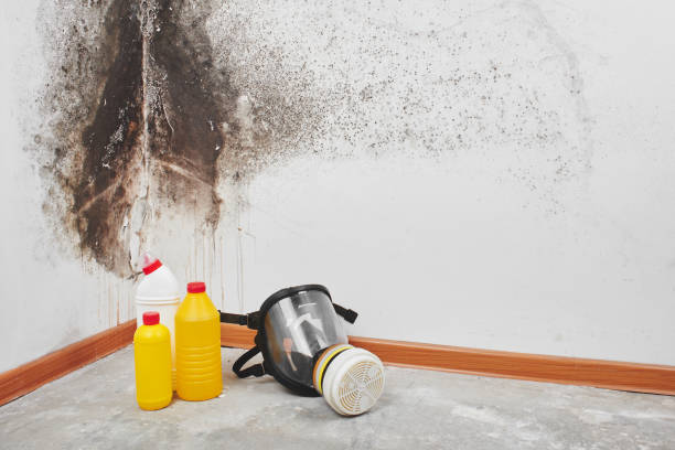 Best Industrial Mold Remediation in Austin, AR