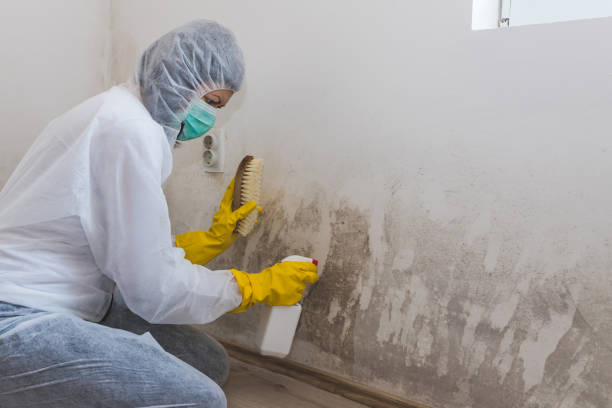 Best Emergency Mold Remediation in Austin, AR