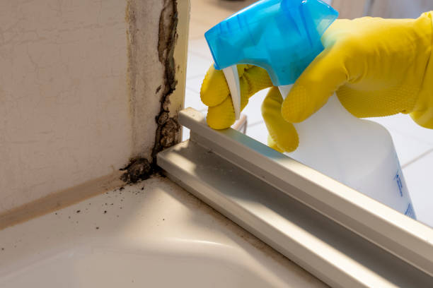 Best Mold Testing and Inspection Services in Austin, AR