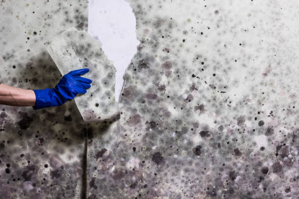 Best Residential Mold Remediation in Austin, AR