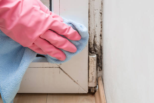 Professional Mold Remediation in Austin, AR